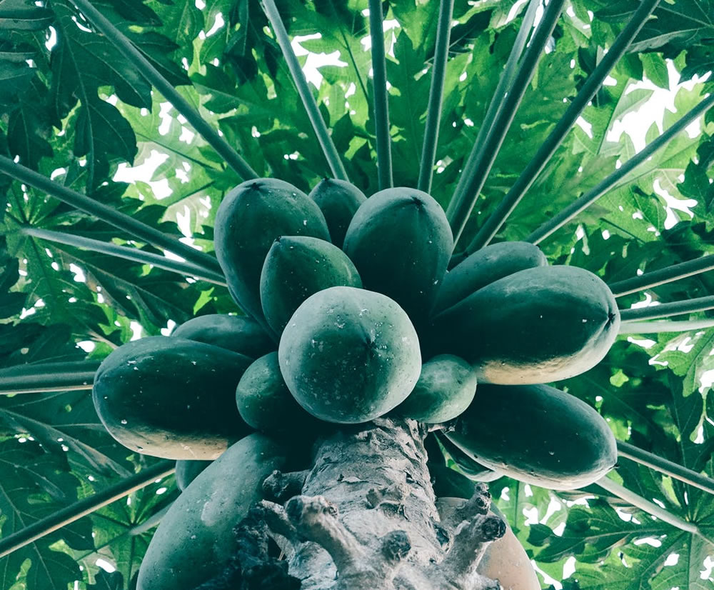 papayas